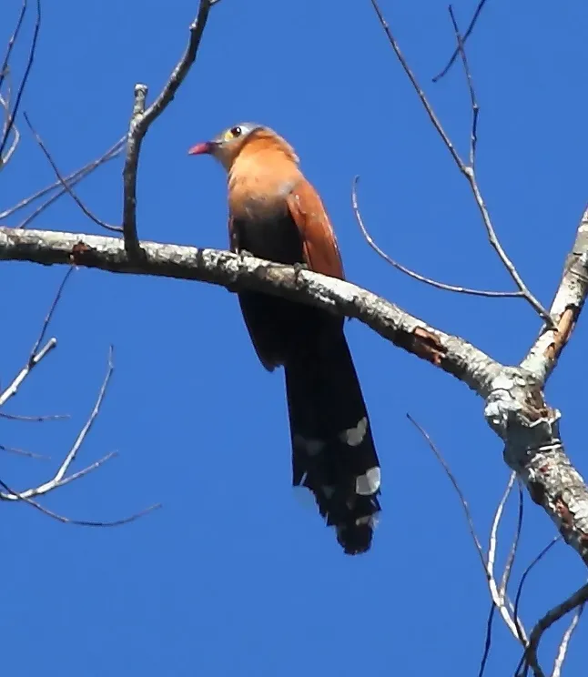 File:Piaya melanogaster - Black-bellied Cuckoo.JPG
