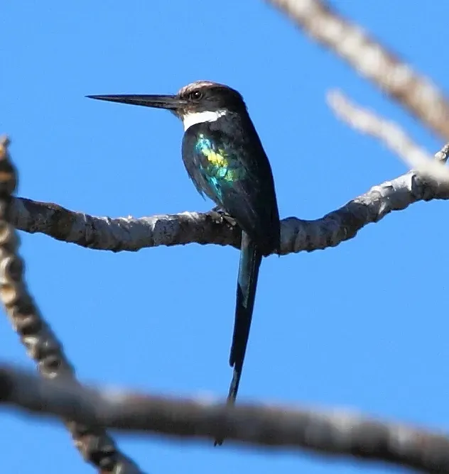 File:Galbula dea - Paradise Jacamar.JPG
