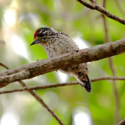 File:Picumnus albosquamatus - White-wedged Piculet (male).JPG