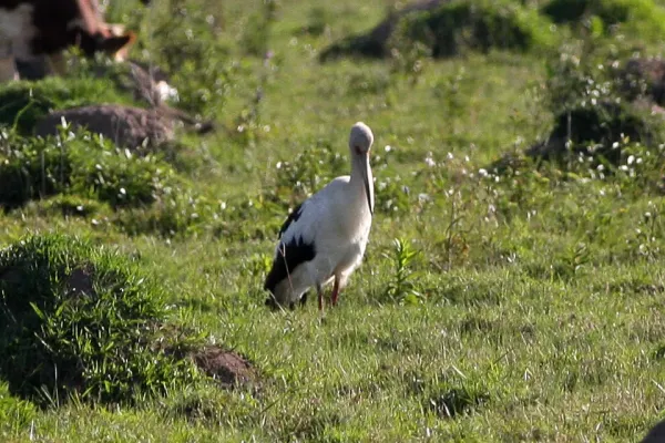 File:Ciconia maguari, Ibera Marshes, Argentina 1.jpg