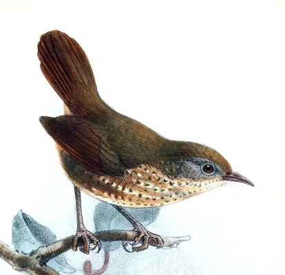 File:Ibis641892brit 0655 Spelaeornis chocolatinus Keulemans.jpg