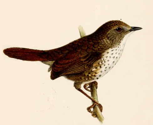 File:Novitates Zoologicae1910PlateVII Spelaeornis oatesi.jpg