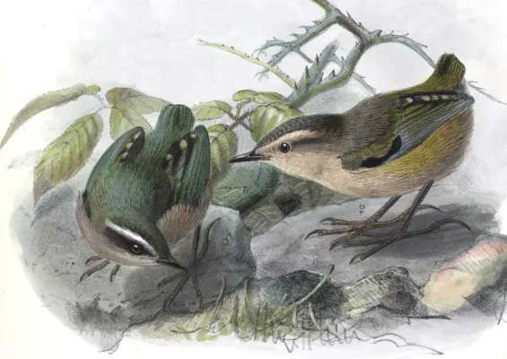 File:Xenicus gilviventris Keulemans 1.jpg