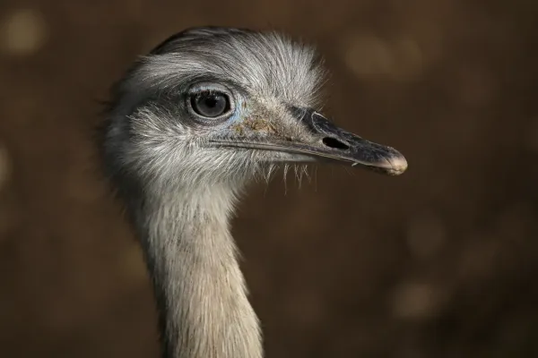 File:Nandu (Rhea americana) Zoo Salzburg 2014 d.jpg