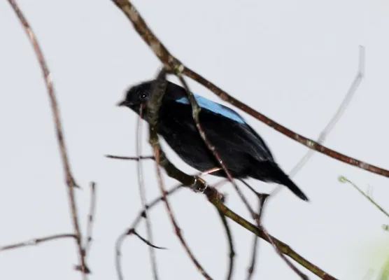 File:Yungas Manakin (Chiroxiphia boliviana).jpg