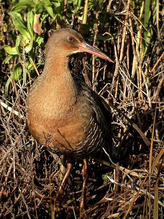 File:Rallus obsoletus, Meadowsweet, Corte Madera, California.jpg
