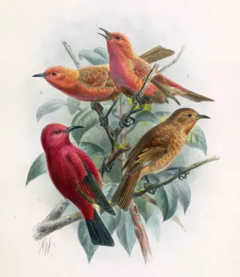 File:Himatione fraithii.jpg