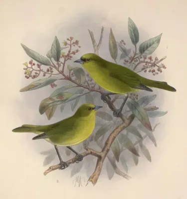 File:Loxops caeruleirostris1.jpg