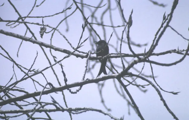File:Dicrurus forficatus (JoRoRe 2004-08-04 11h40m Andasibe Res).jpg
