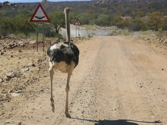 File:Struthio camelus (Kunene).jpg
