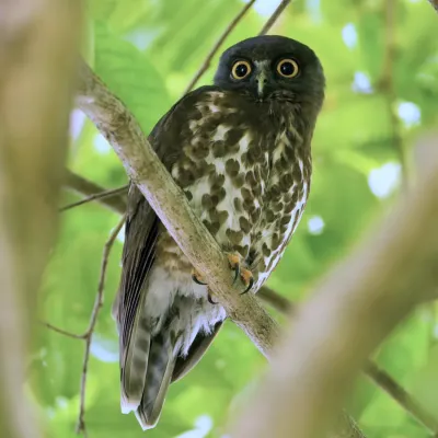 File:Brown Hawk-Owl - Ninox scutulata.jpg