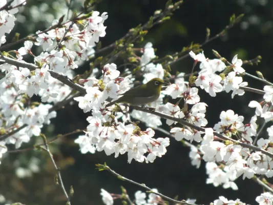 File:Zosterops japonicus-メジロ Japanese White-eye and Sakura DSCF5460.JPG