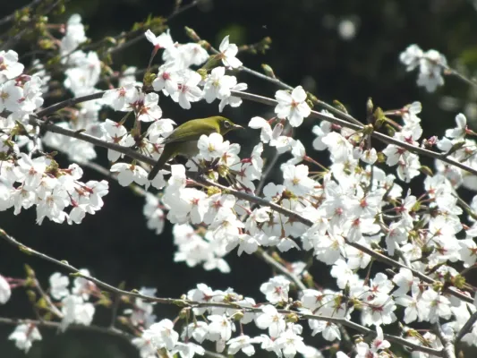 File:Zosterops japonicus-メジロ Japanese White-eye and Sakura DSCF5462.JPG