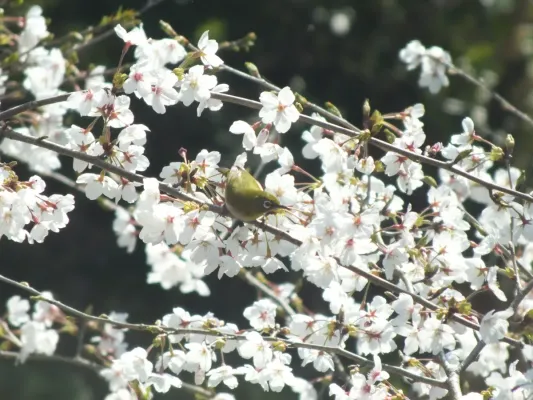 File:Zosterops japonicus-メジロ Japanese White-eye and Sakura DSCF5464.JPG