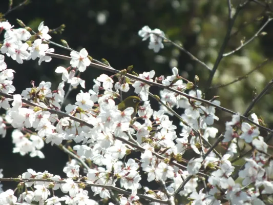 File:Zosterops japonicus-メジロ Japanese White-eye and Sakura DSCF5470.JPG