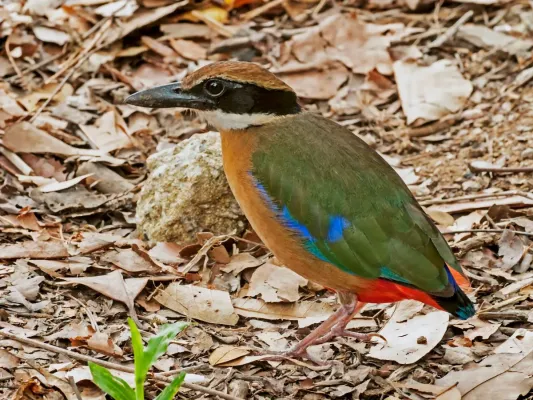 File:Mangrove Pitta (Pitta megarhyncha), Singapore Botanic Gardens - 20140303.jpg