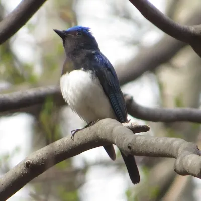 File:Cyanoptila cyanomelana (male).JPG