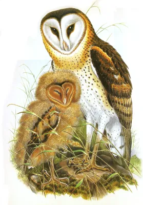 File:Tyto longimembris from Gould, Birds of Asia.jpg