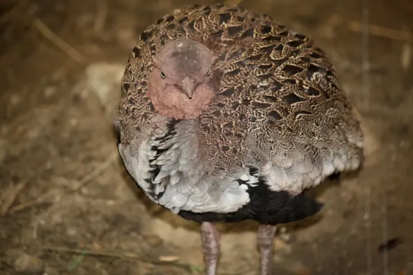 File:BuffCrestedBustard LophotisGindiana.jpg