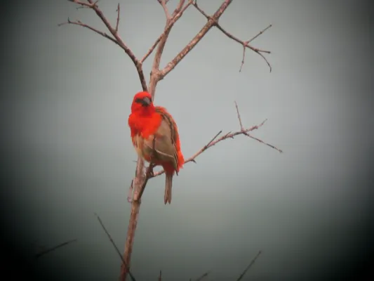 File:Forest Fody. Foudia omissa.jpg