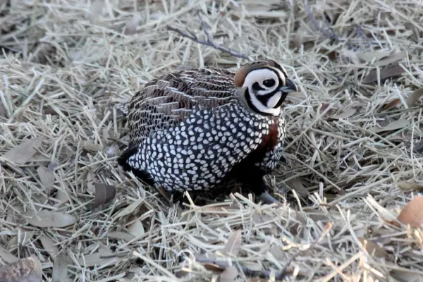 File:Montezuma Quail (Cyrtonyx montezumae).jpg