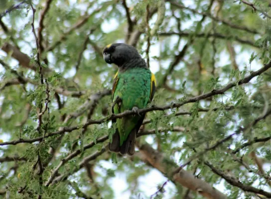 File:Poicephalus meyeri -Serengeti National Park, Tanzania-8.jpg