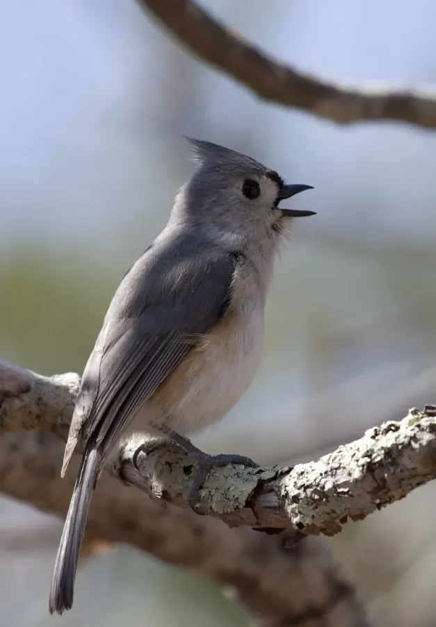 File:Baeolophus bicolor 15.jpeg