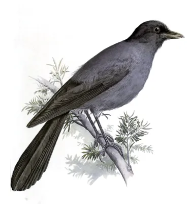 File:Perisoreus internigrans.jpg