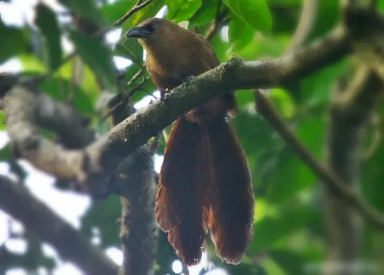 File:Centropus celebensis.JPG