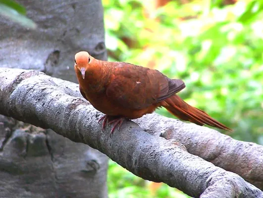 File:Macropygia emiliana (Ruddy Cuckoo Dove)8.jpg