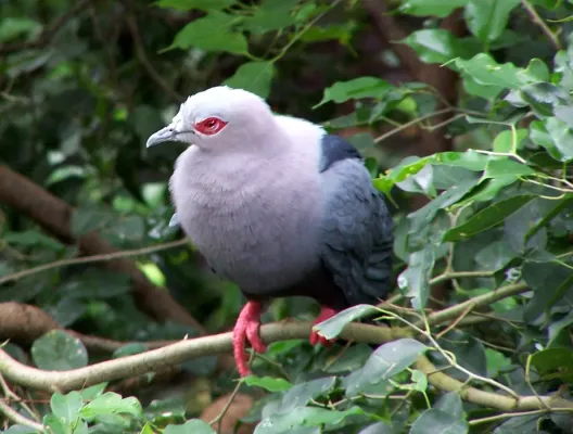 File:Ducula pinon (Pinon Imperial-pigeon)8.jpg