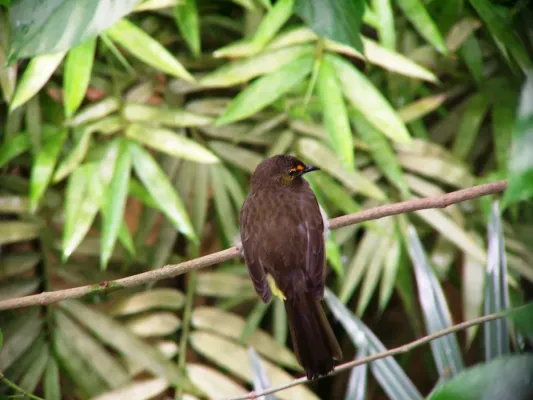 File:Pycnonotus bimaculatus, Hong Kong.jpg