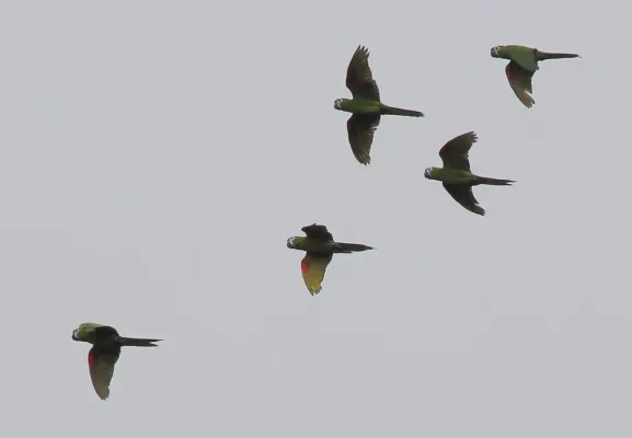 File:Diopsittaca nobilis -Amerindian Reservation of Santa Mission, Guyana -five flying-8.jpg