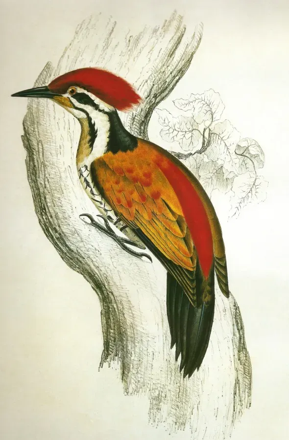 File:DinopiumShoriiGould.jpg
