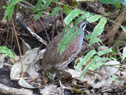 File:Margaroperdix madagarensis - Zürich Zoo 03.JPG
