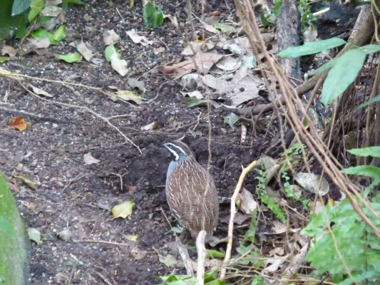 File:Margaroperdix madagarensis - Zürich Zoo 01.JPG