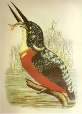 File:AlcedoHercules.jpg