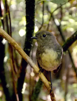 File:Petroica australis.jpg
