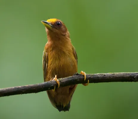 File:Rufous Piculet (male) - Sasia abnormis.jpg