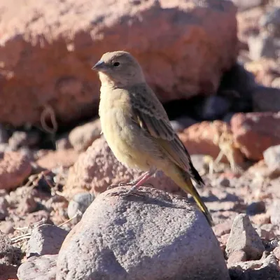File:Sicalis luteola - Grassland Yellow-Finch (female).JPG