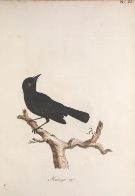 File:Muscicapa nigra = Pomarea nigra.jpg