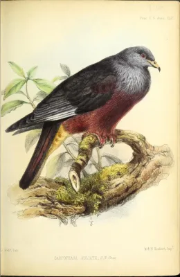File:Ducula goliath plate 1859.jpg