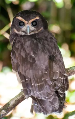 File:Pulsatrix koeniswaldiana -Parque Estadual da Serra da Cantareira, Sao Paulo, Brasil-8 (2).jpg