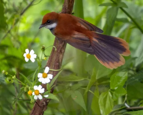 File:Palau Fantail Rhipidura lepida photographed in Koror Palau in 2013 by Devon Pike.jpg