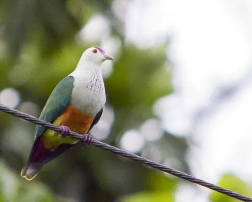 File:Palau Fruit Dove Ptilinopus pelewensis photographed on Babeldaob Palau in 2013 by Devon Pike.jpg