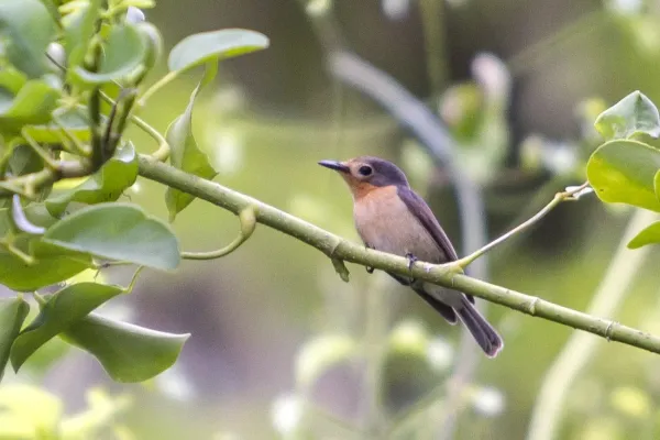 File:Palau Flycatcher Mangrove Flycatcher Myiagra erythrops photographed on Koror, Palau by Devon Pike in 2013.jpg