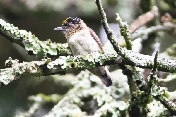 File:Greyish Piculet (Picumnus granadensis) (8079751352).jpg