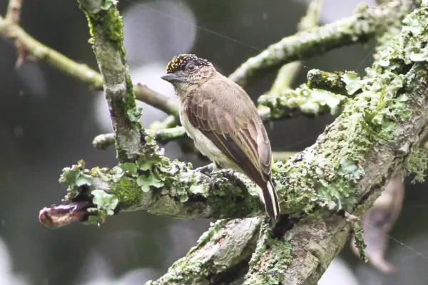 File:Greyish Piculet (Picumnus granadensis) (8079750994).jpg