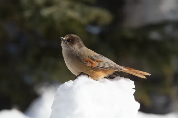 File:Siberian Jay (Perisoreus infaustus) (13667796705).jpg