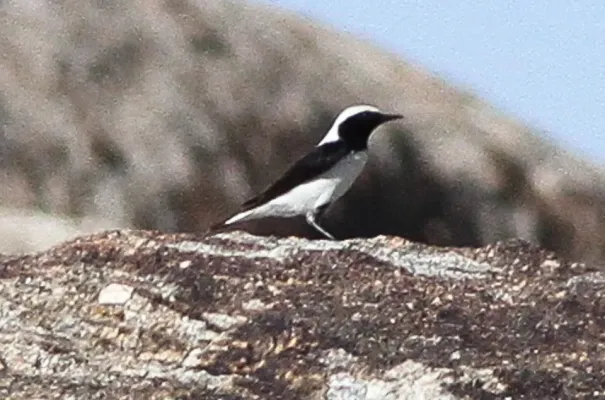 File:Finsch's Wheatear (Oenanthe finschii) (8079437525).jpg